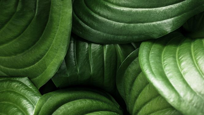 Everything You Need To Know About Green Beauty Products