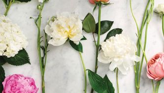 10 Of The Prettiest Peony Varieties To Plant In Your Garden