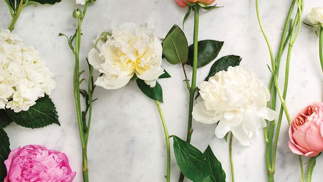 10 Of The Prettiest Peony Varieties To Plant In Your Garden