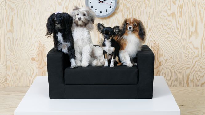 Ikea Just Launched A Pet Line — 16 Surprisingly Cool Items To Buy Now, Including A Mini Sofa