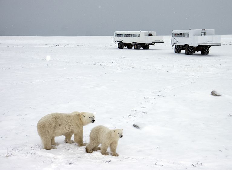 best outdoor winter activities-in Manitoba, two polar bears stand on a snowy tundra