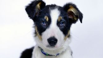 The 10 Cutest Netflix Shows About Animals