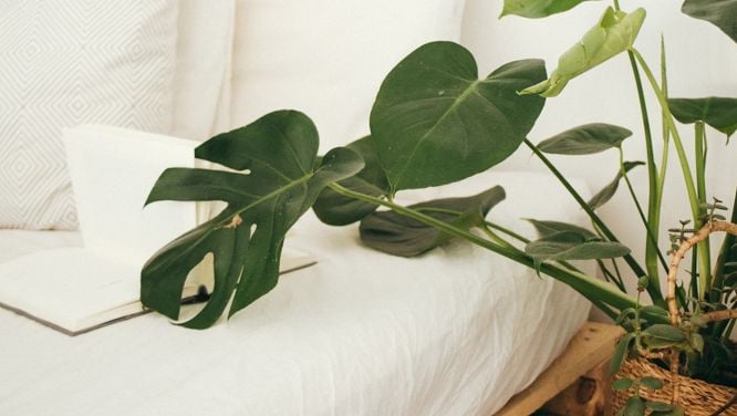 How To Keep Your Houseplants Alive (And Thriving)