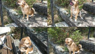 How A Rescue Dog Changed My Life