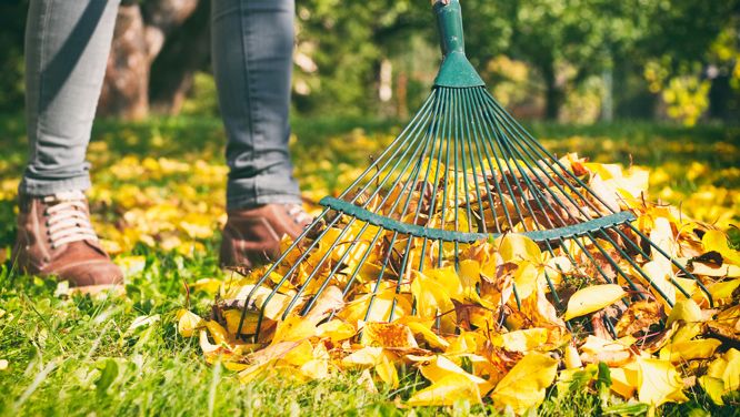 Do You *Really* Need To Rake Up Leaves?