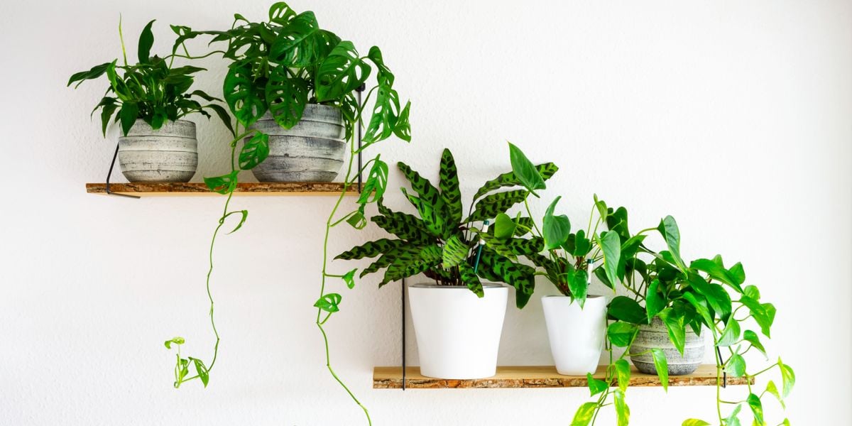 20 Indoor Plants That Are Easy To Care For - Chatelaine