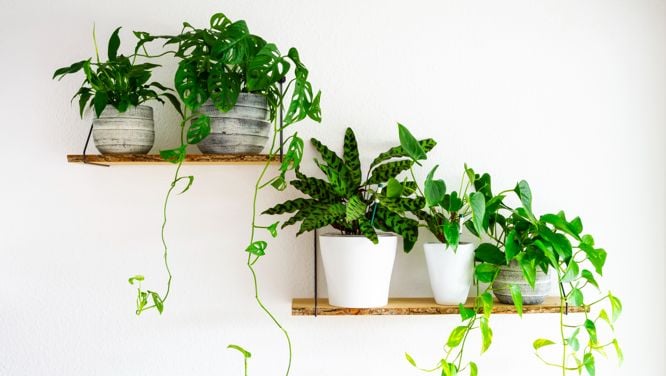 20 Indoor Plants That Are Easy To Care For