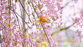 The Spring Weather Forecast According to Environment Canada