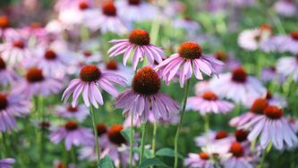10 Perennials To Plant In Your Garden This Spring
