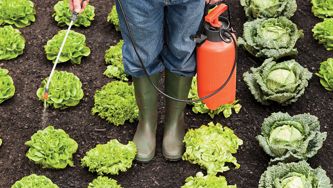 Is Organic Food Healthier? People Avoiding The Pesticide Glyphosate Think So