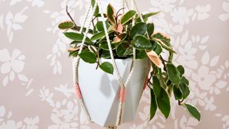 The Hottest New Plant On Instagram Is Incredibly Easy To Care For