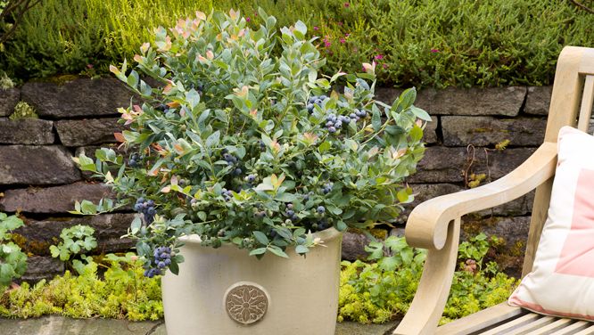 4 Eco-Friendly Alternatives To A Lawn