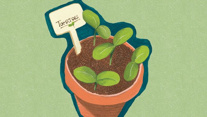 How To Start Seeds Indoors For Your Vegetable Garden