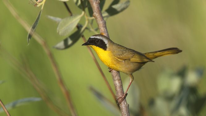How To Keep Birds From Hitting Your Windows