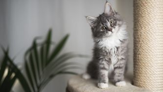 How To Keep Indoor Cats Healthy And Stimulated