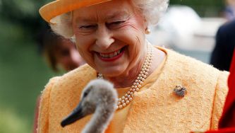 'Swan Upping' Is Back. Why It's One Of The Queen's Favourite Events