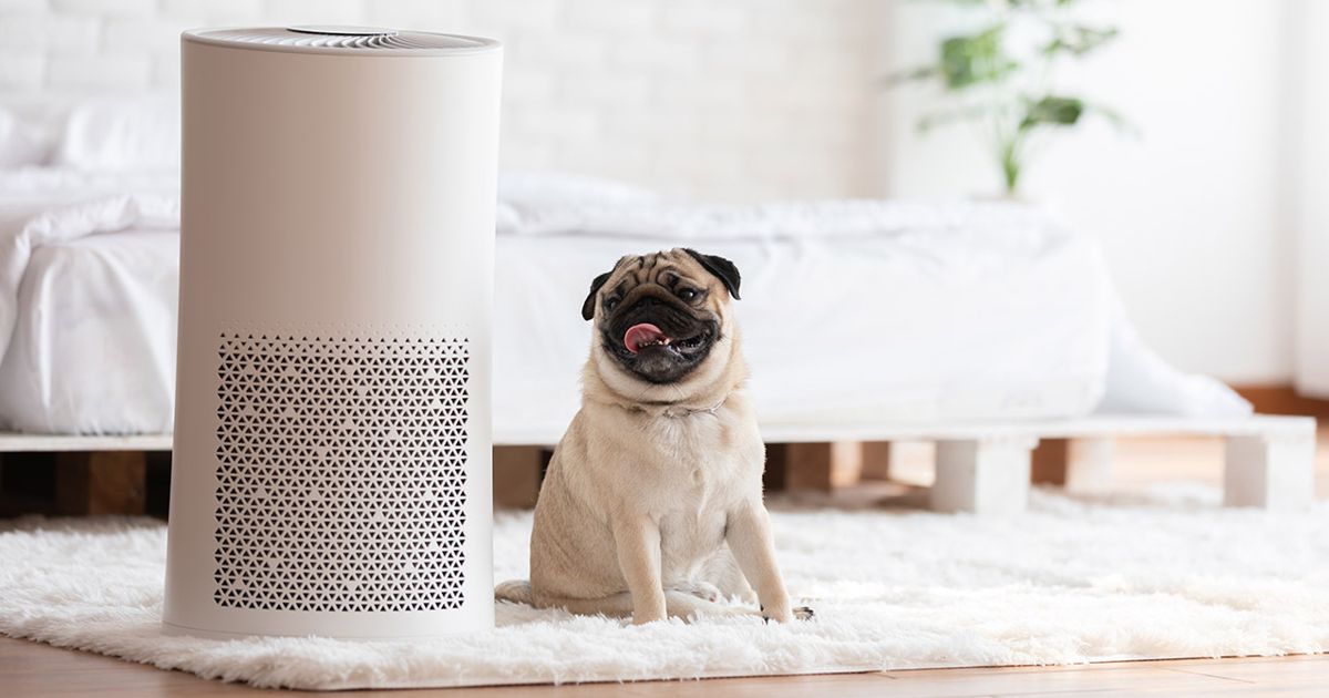 Can Air Purifiers Really Reduce Your COVID Risk? Chatelaine