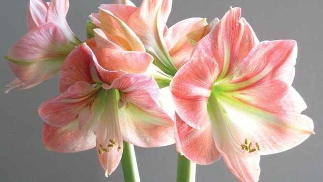 8 Classic, Festive Houseplants To Gift—And How To Care For Them
