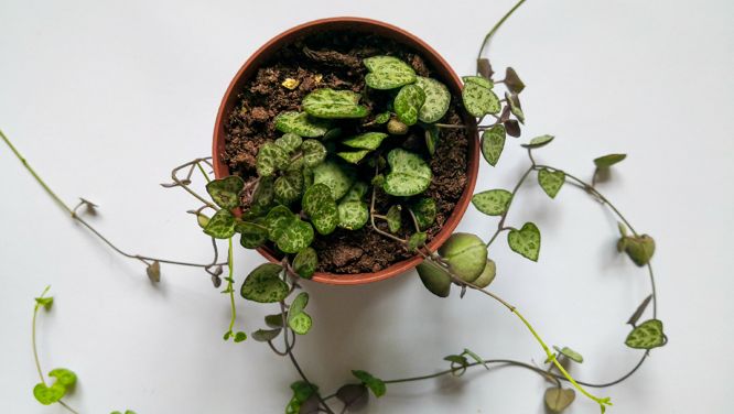 7 Plants To Give In Lieu Of Bouquets On Valentine’s Day