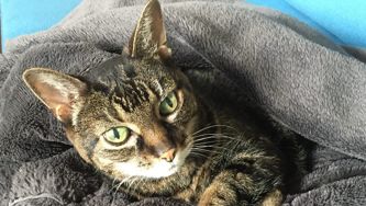 What My 23-Year-Old Cat Taught Me About Love And Loss