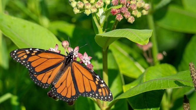 How To Build A Garden For Birds, Bees And Climate Resiliency