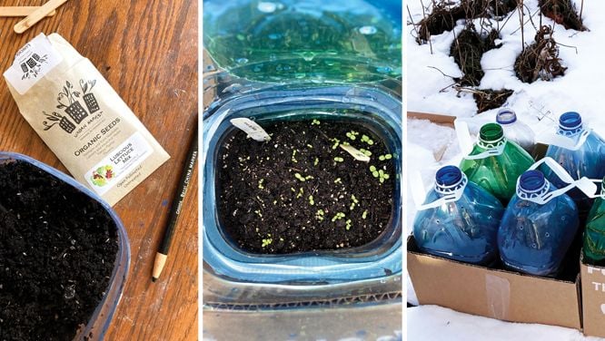 Winter Sowing Lets You Get A Jump Start On Spring. Here’s How
