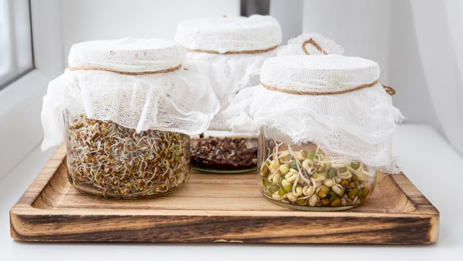 How To Grow Your Own Sprouts—And Get Fresh, Nutrient-Dense Food On A Budget