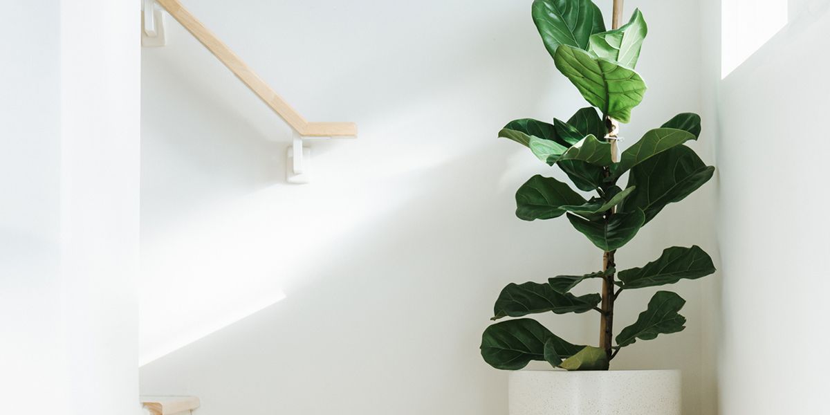 tiered plant stands indoor Multi-Tiered Plant Stand, 11 Potted Plant Shelf Flower Stands main image 1