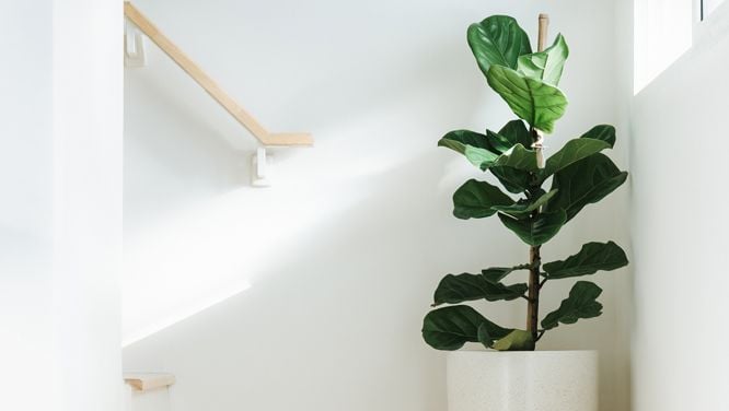 Everything You Need To Know About Fiddle-Leaf Fig Care