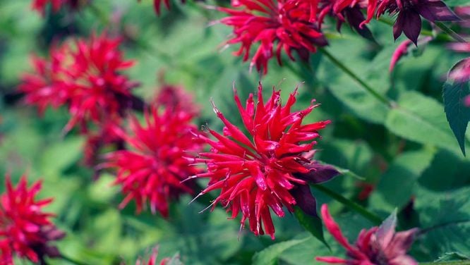 10 Easy Native Perennials To Buy And Plant This Fall