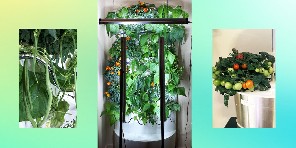 How My Hydroponics Garden Helps Grow Produce At Home - Vimarsana News
