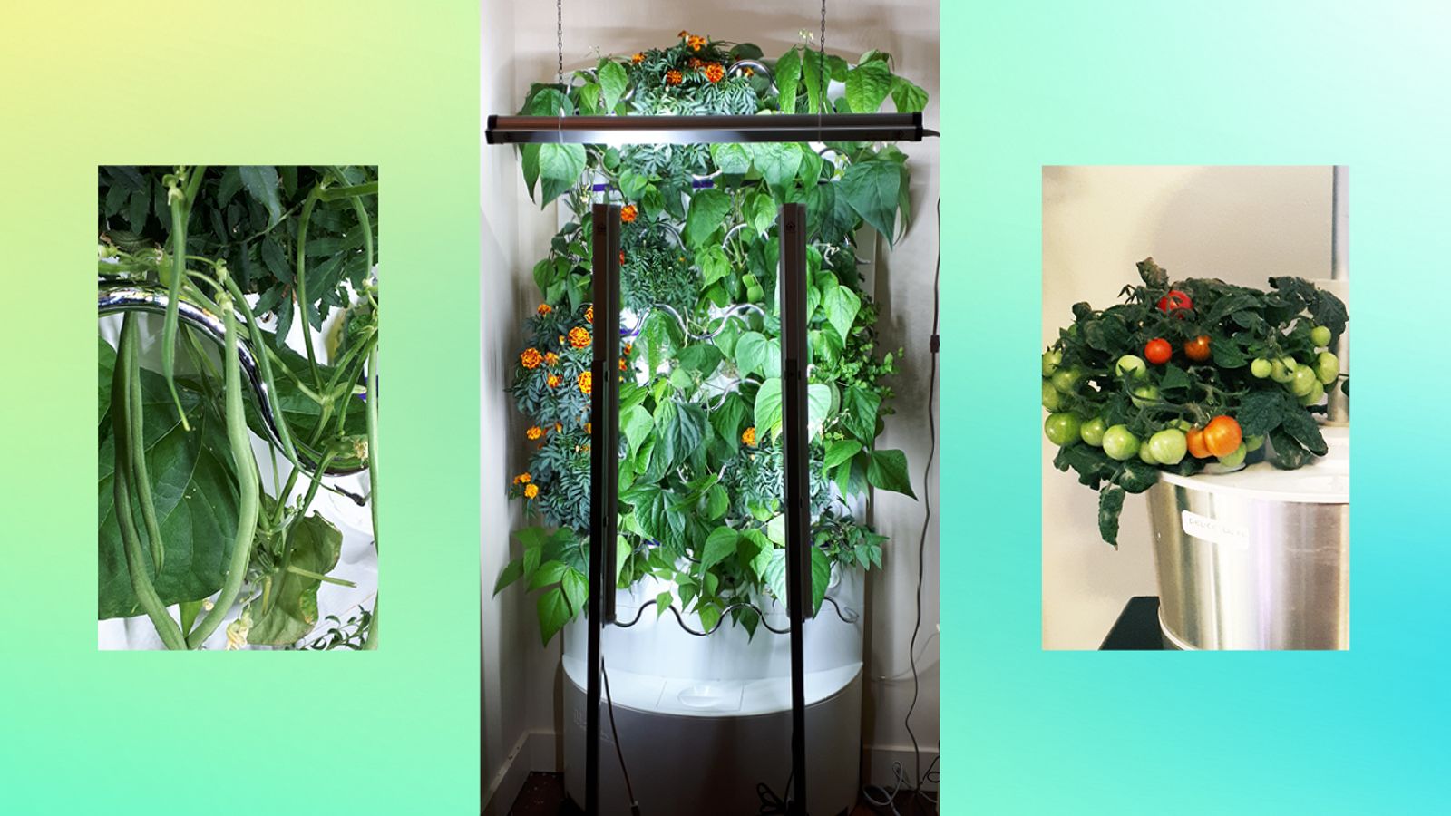 How My Hydroponics Garden Helps Grow Produce At Home - Chatelaine, image size:1600x900