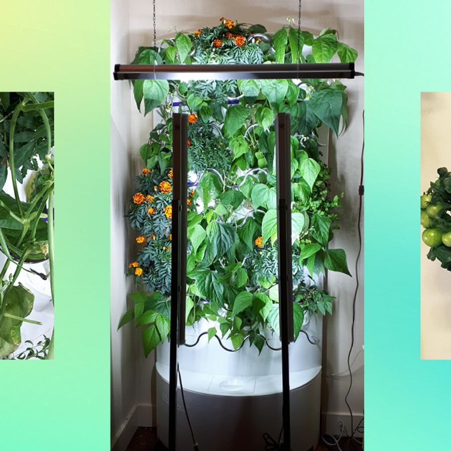 bonsai tree ficus ginseng Buy Ficus Ginseng Plants Online