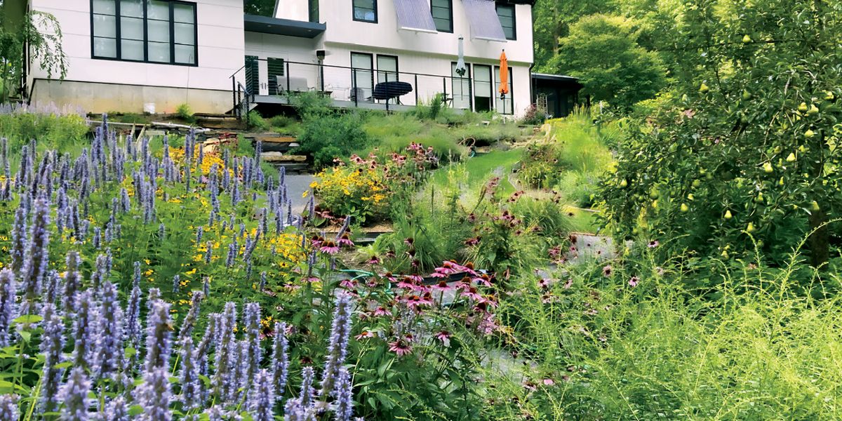 How To Rewild Your Lawn - Chatelaine - Vimarsana News