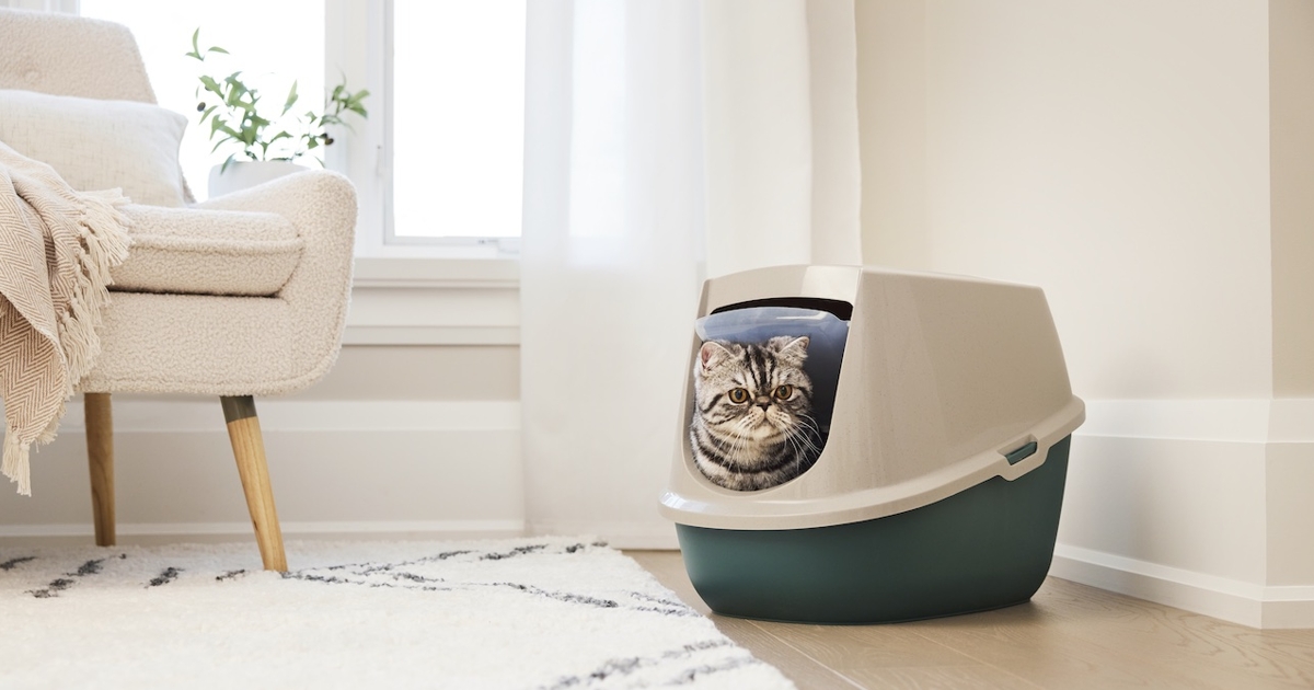 3 Ways To Get Your Cat’s Litter Box Under Control Chatelaine