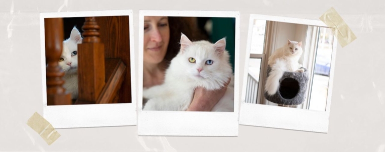 Love Lives Here: A Tale Of Three Tails