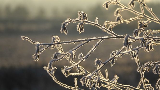 Six Less-Is-More Ways To Prepare Your Garden For Winter