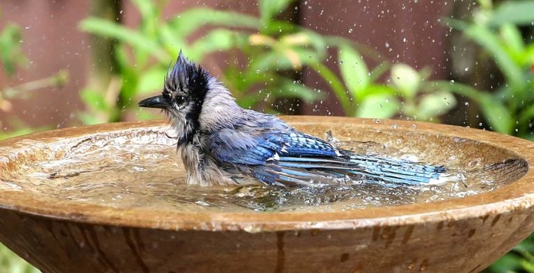 A blue jay splashes in a birdbath for a post on everything you need to know about birdbaths.
