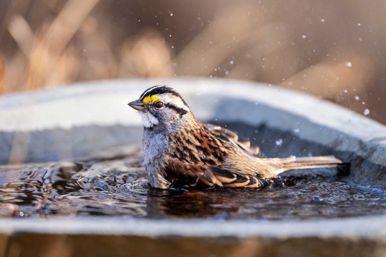A white-throated sparrow splashing in a birdbath
