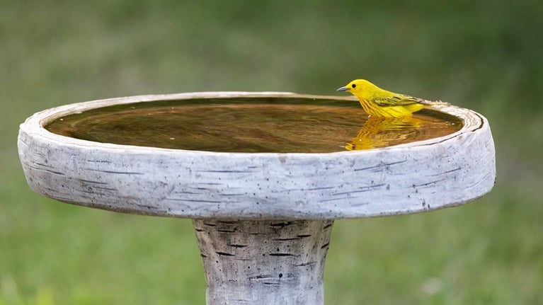 A yellow warbler wading in a birdbath.