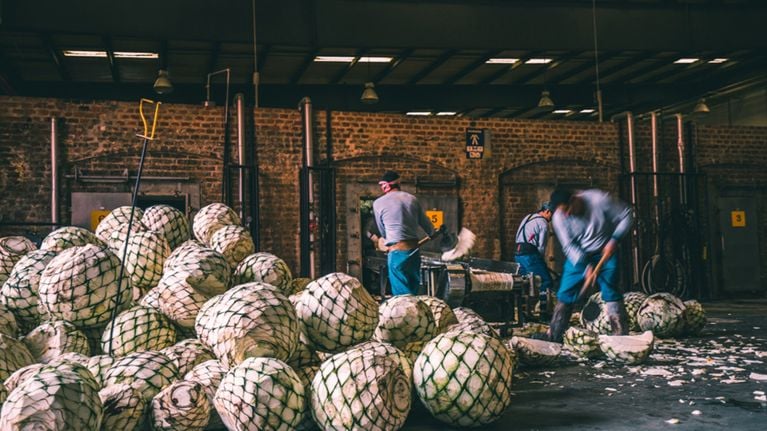 Distillery workers preparing agave hearts for oven roasting in the Hacienda Patrón facility in Jalisco, Mexico.
