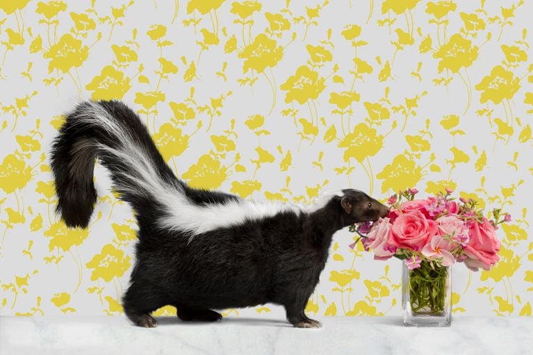 A photo of a skunk sniffing a bouquet of flowers against yellow floral wallpaper, in a post about all-body deodorant.