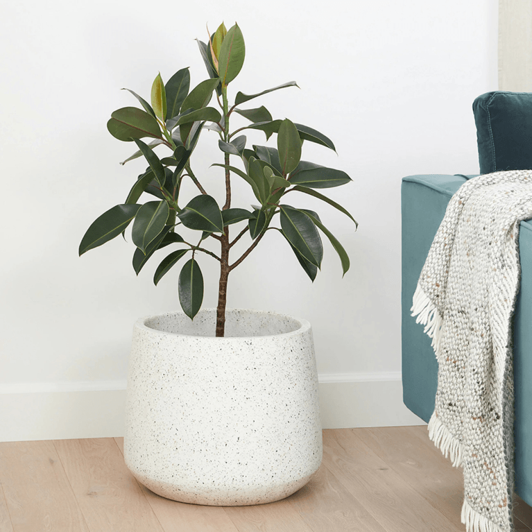 Canadian Planters and Plant Stands: Article Tuva Indoor/Outdoor Wide Planter