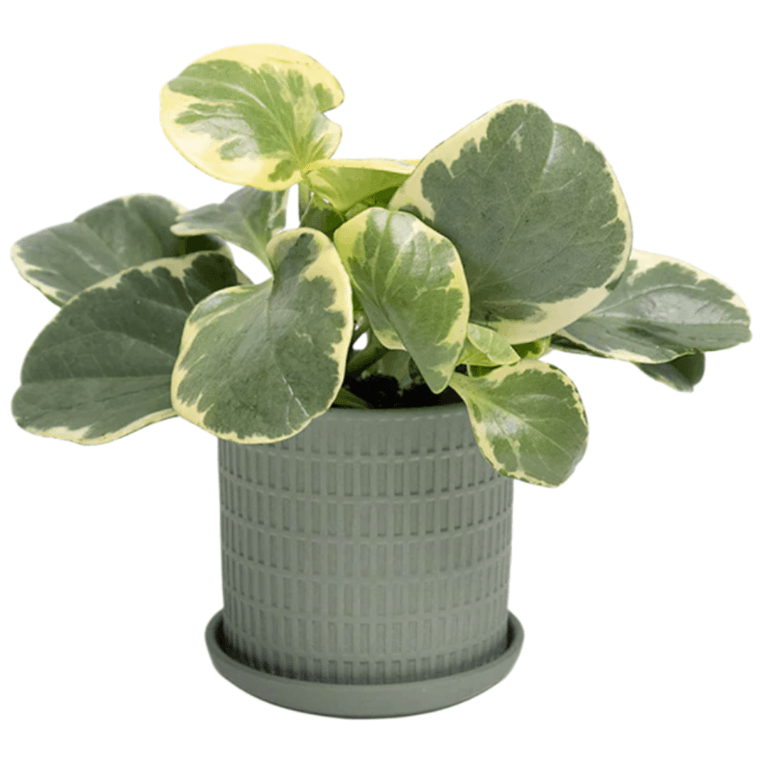 Canadian Planters and Plant Stands: Chive Virago Porcelain Pot With Drainage Hole and Saucer