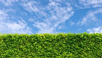 Why I’m Getting Rid Of My Boxwood Shrubs