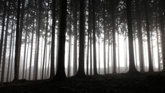 What’s Being Done To Stop Sexual Violence At Tree Planting Camps?
