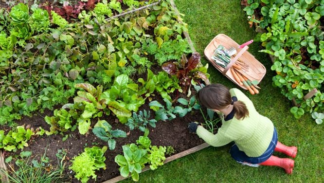 How I’m Fighting Tariffs And The Cost Of Groceries With My Garden