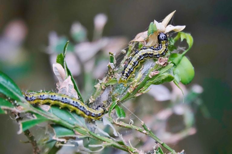 a box tree moth caterpillar on a boxwood tree