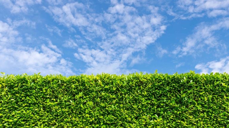 a boxwood hedge against a blue sky for a piece on boxwood hedges and box tree moths in canada
