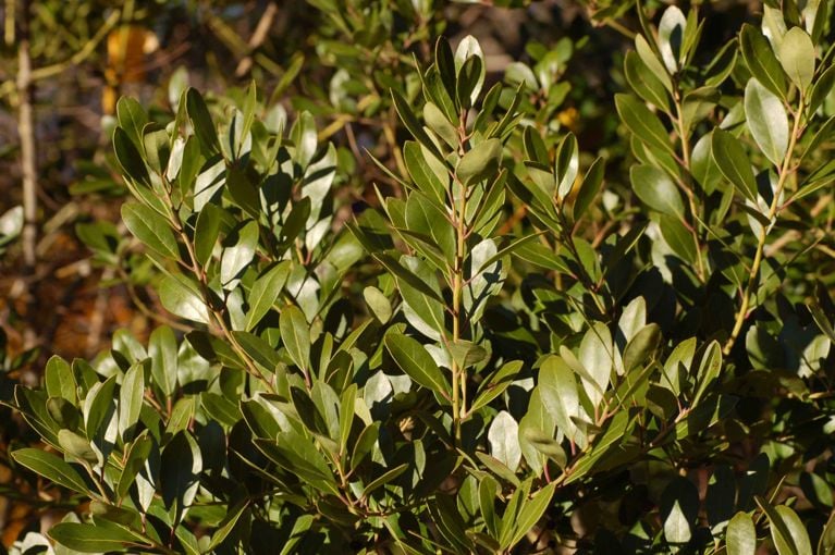 The leaves of the ilex glabra, or inkberry holly—recommended as a boxwood hedge alternative
